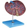 HUMAN LIVER (GIANT)